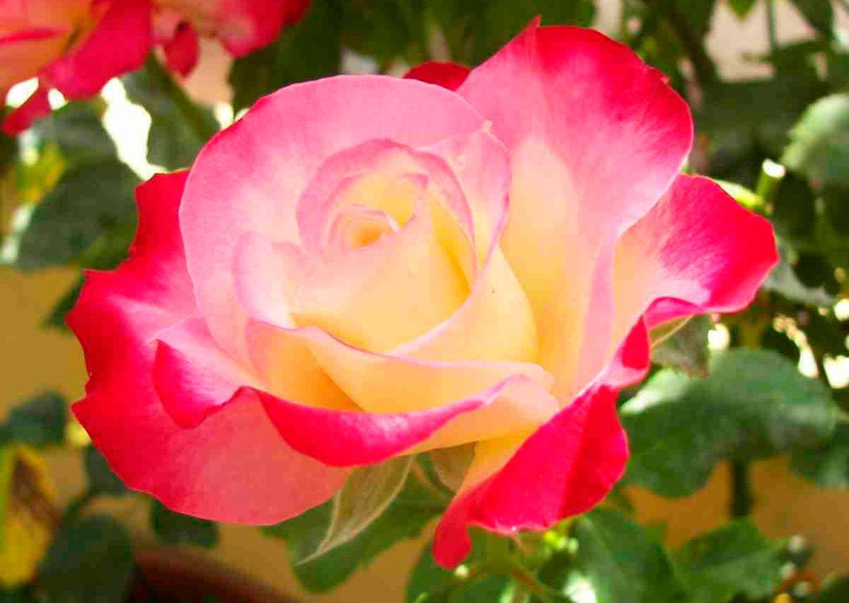 Розы флорибунда: посадка и уход для новичков