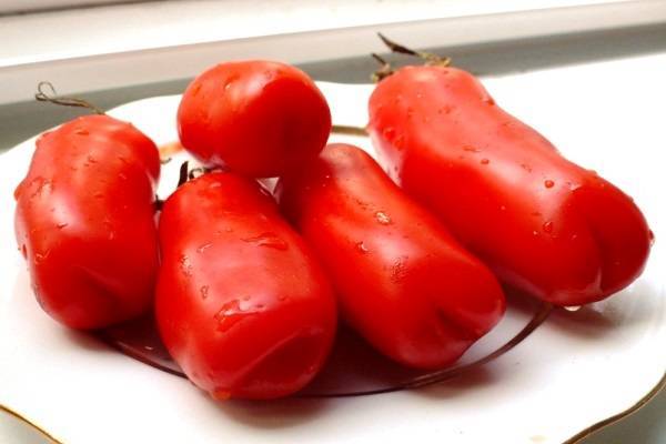 Лучшие сорта томатов: описание и принципы выбора