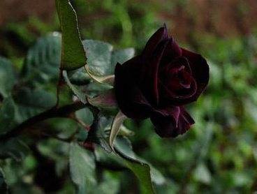 Роза black magic — описание сорта и особенности ухода