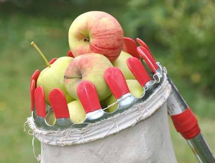 Приспособление для сбора яблок – когда садовод становится инженером