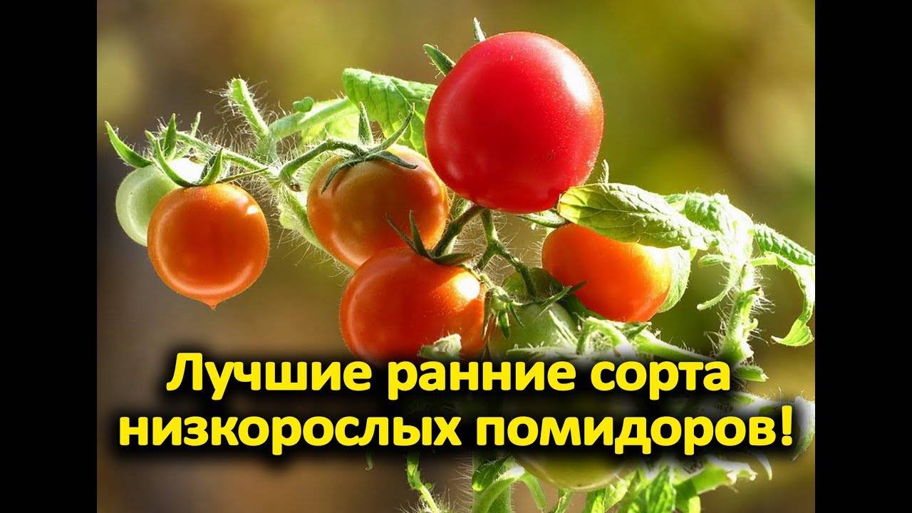 Сорта низкорослых томатов для выращивания в открытом грунте