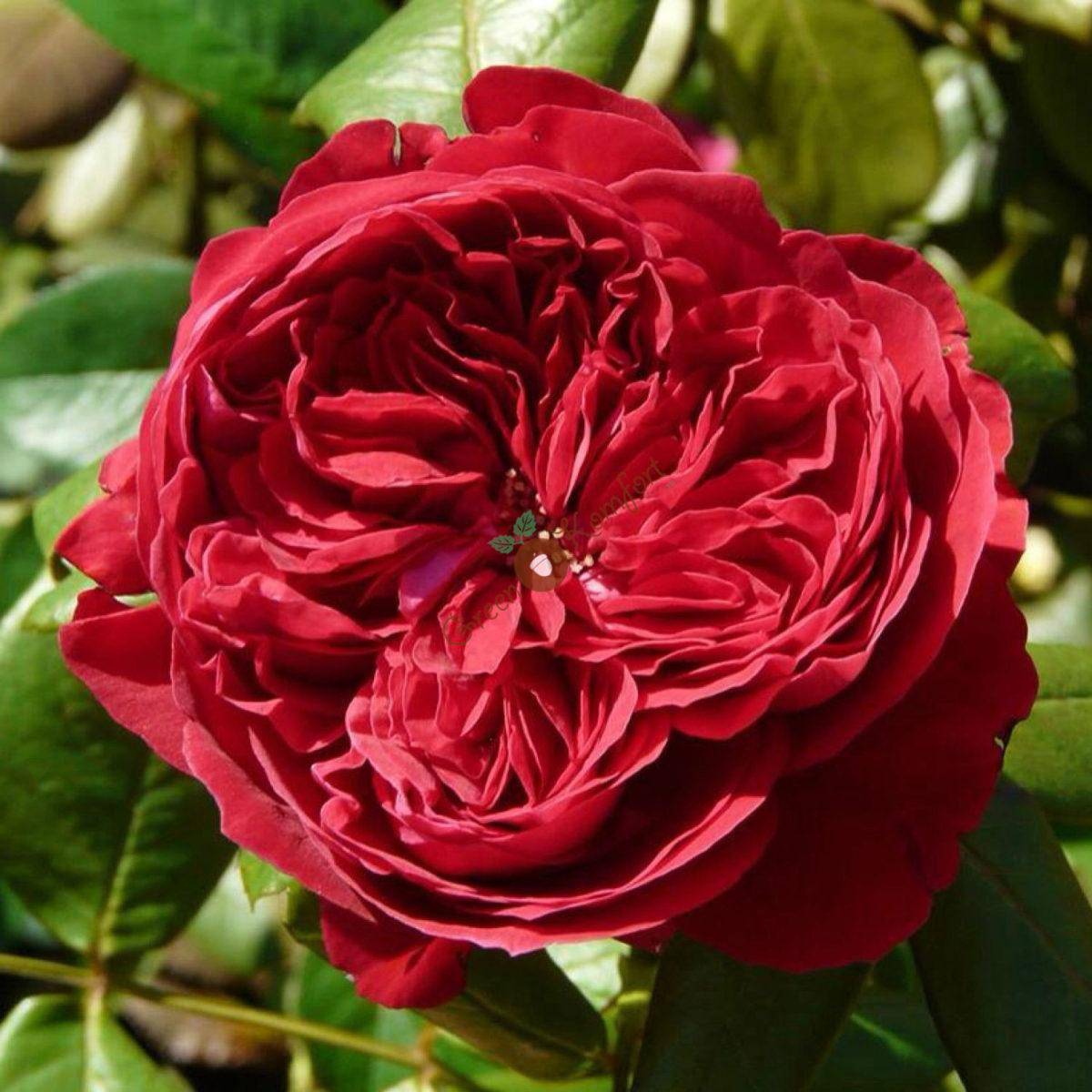 Роза грандифлора (grandiflora)