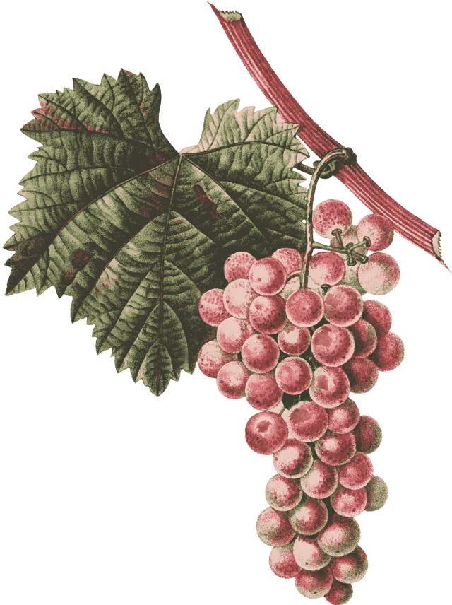 Обработка винограда после зимы от болезней и вредителей