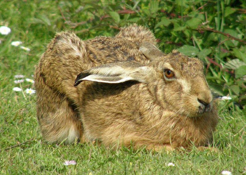 Чем отличается дикий заяц от кролика