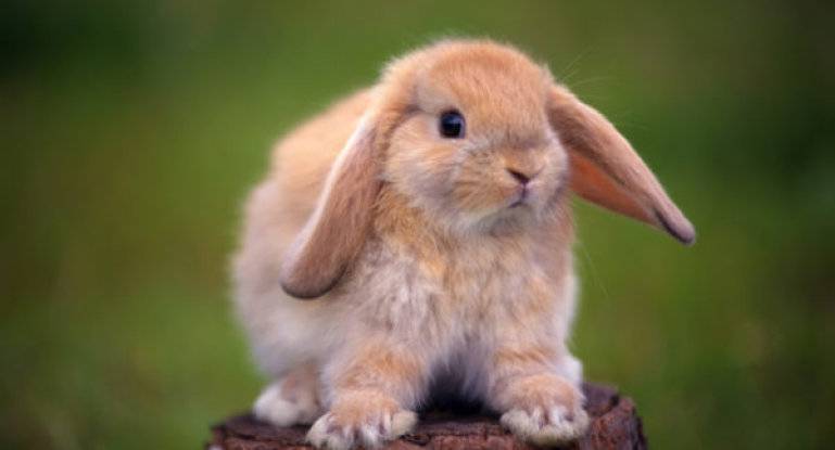 Кокцидиоз у кроликов и лечение народными средствами