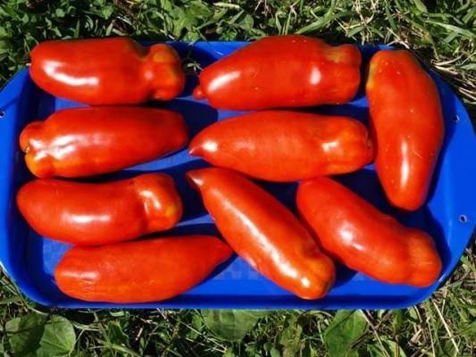 Сорт томатов для лентяев «хохлома»