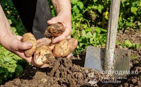 Сорт картофеля «жуковский ранний»: характеристика, описание, урожайность, хранение, отзывы и фото