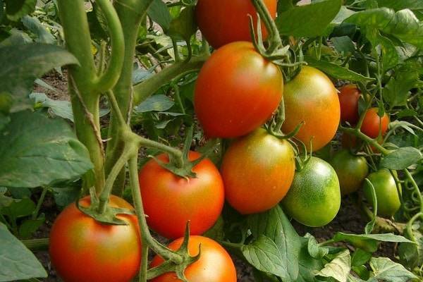 Сортовые особенности томата машенька