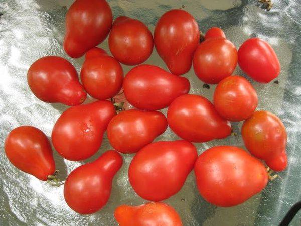 Характеристика и описание сорта томата алтайский шедевр, урожайность
