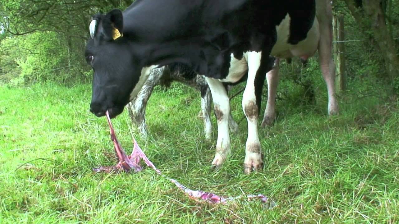 Что делать, если у коровы не отходит послед или она его съела
