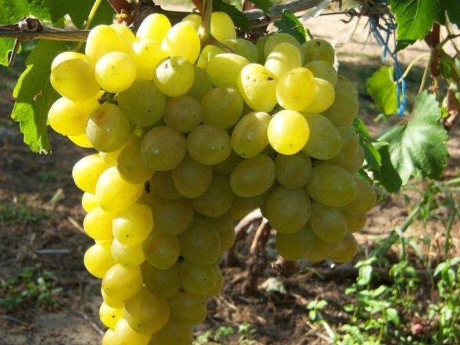 Описание сорта винограда Низина и его характеристики, достоинства и недостатки
