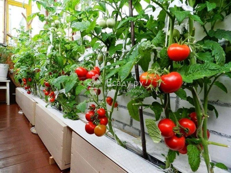 Пошаговая инструкция как на балконе вырастить помидоры для начинающих