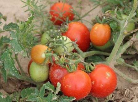 О томате грибовский: описание сорта, характеристики помидоров, посев