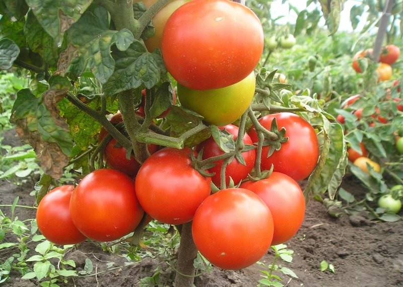 Сорт томата «верлиока»: описание сорта и его выращивание