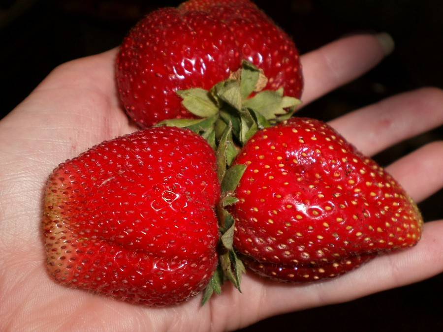 Клубника мармелада: как правильно посадить и выращивать сладкий сорт клубники (95 фото и видео)