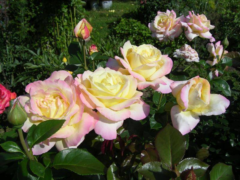 Чайно гибридные розы: популярные сорта, советы по посадке и уходу