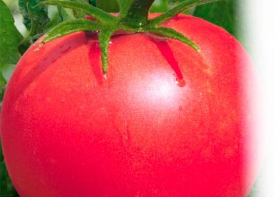 Вкусный, красивый, урожайный — описание и характеристики сорта томата «корнеевский»