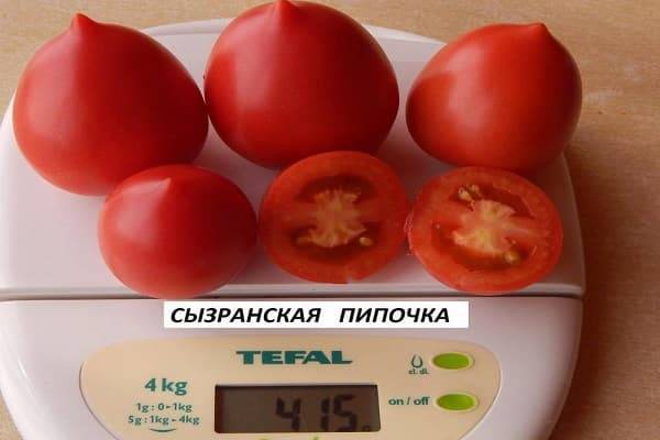 Томат сызранская пипочка (25шт) семена купить в самаре по цене 50 руб.