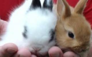 Кормление и откорм кроликов: как составить правильный рацион