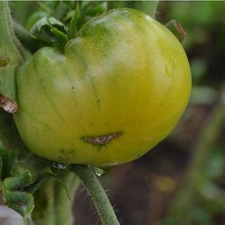 Описание сорта томата лягушка-царевна и его характеристики
