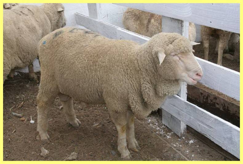 Как правильно стричь овец