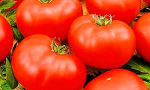 Описание сорта томата данна, его характеристика и выращивание