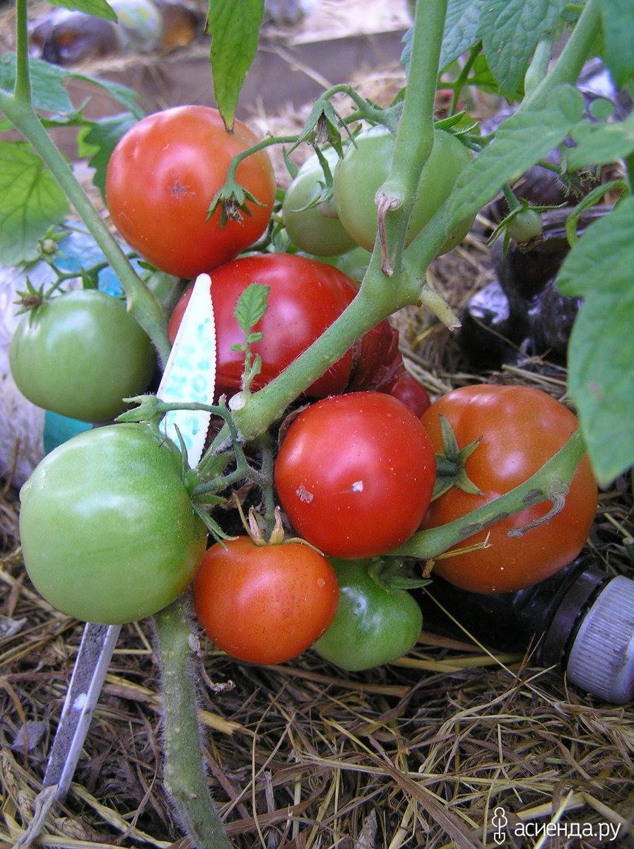 Томат красный трюфель — описание сорта, фото, урожайность и отзывы садоводов