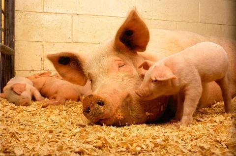 Виды и правила использования подстилок для свиней