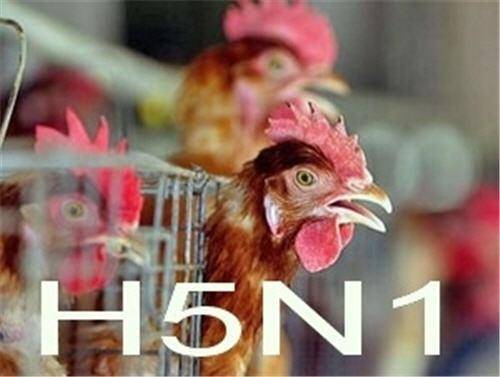 Птичий грипп у кур: симптомы и лечение