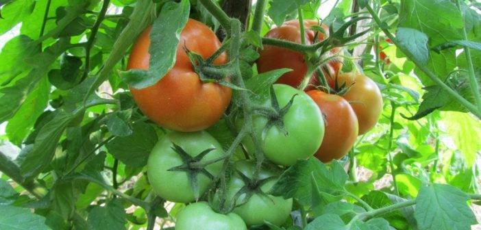 Отличный гибридный сорт помидор «полбиг» порадует и садоводов и фермеров