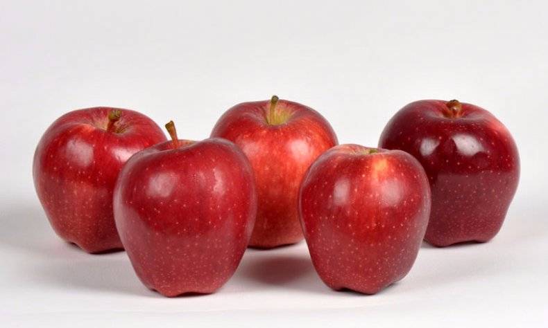 Описание и тонкости выращивания яблони сорта ред чиф