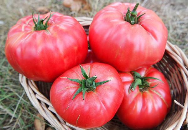 Характеристика и описание сорта томата Малиновый гигант, его урожайность