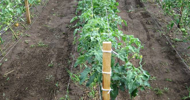 Как подвязывать правильно помидоры в теплице: преимущества, способы, материалы, фото