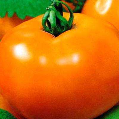 Крупноплодный сорт томата «золотой король»: описание, характеристика, посев на рассаду, подкормка, урожайность, фото, видео и самые распространенные болезни томатов