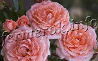 Пионовидные розы: сорта, посадка и уход
