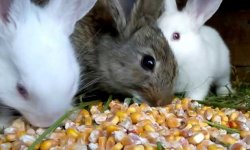 Как, когда и чем кормить кроликов?