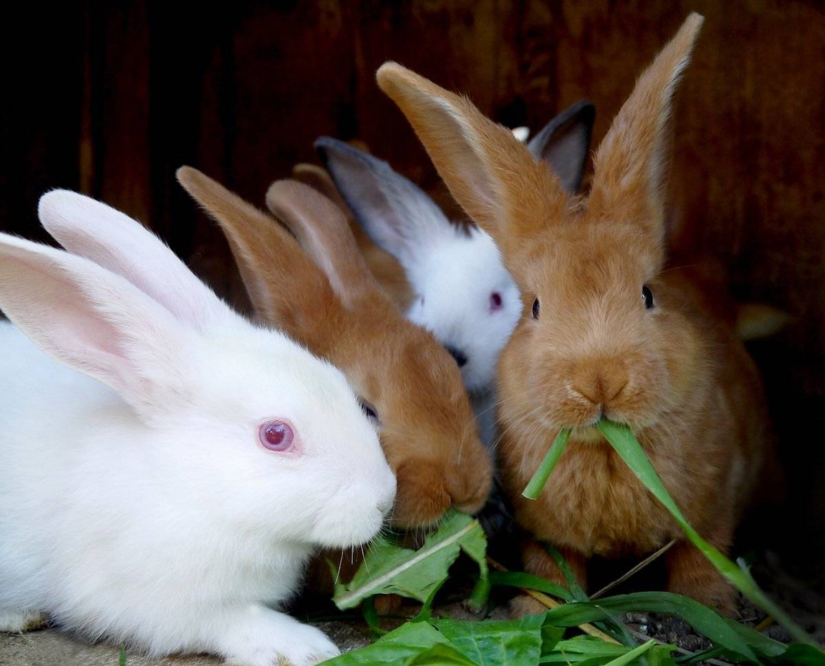 Бургундский кролик – подробный обзор породы