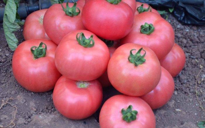 Высокоурожайный сорт устойчивый к заболеваниям — томат «малиновая сладость»