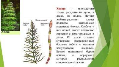 Гербицид «отличник» от сорняков на грядках: отзывы, инструкция по применению