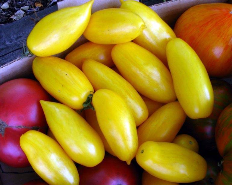 Универсальные помидоры для всех регионов россии — томат «банан красный»: описание сорта и фото