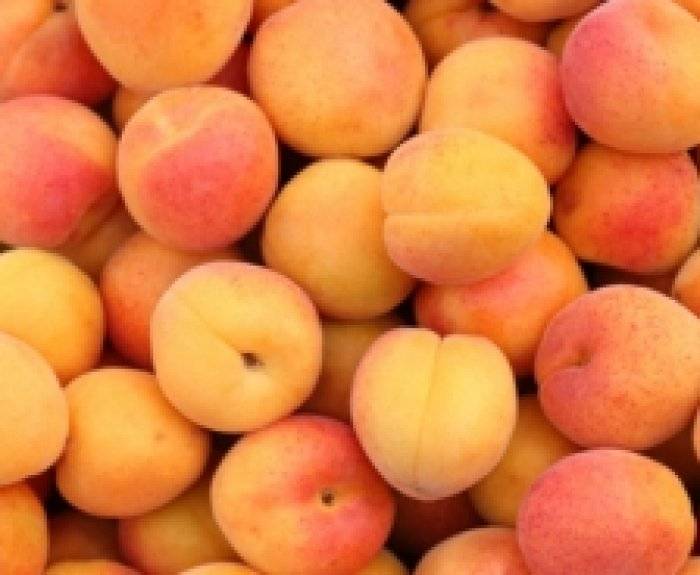 Описание сорта абрикосов россиянин, характеристики плодоношения и ухода
