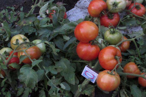 Гибрид с отличной урожайностью — томат «белла роса»: характеристика и описание сорта