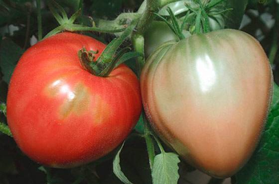 Сорт томата «любимый праздник»: описание, характеристика, посев на рассаду, подкормка, урожайность, фото, видео и самые распространенные болезни томатов