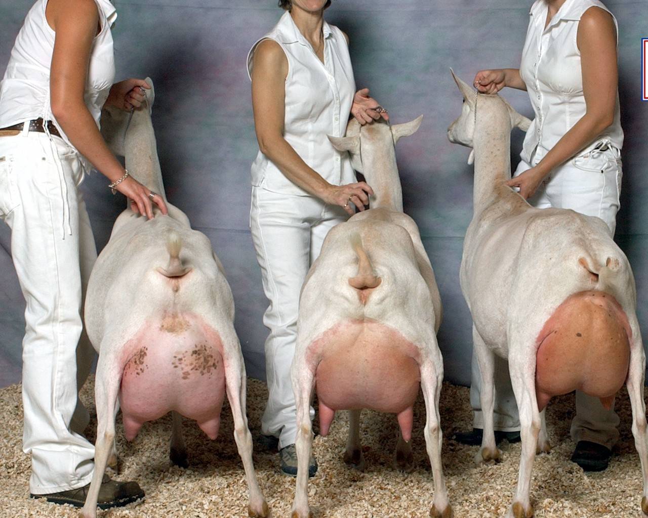 Какая порода коз может давать больше всего молока без запаха, ТОП 15 видов