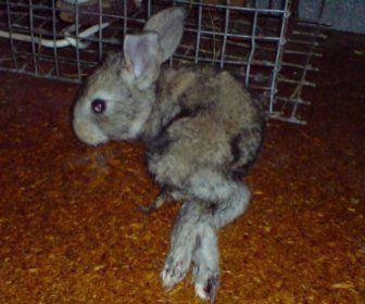 Что делать, если у кролика отнялись задние лапы?