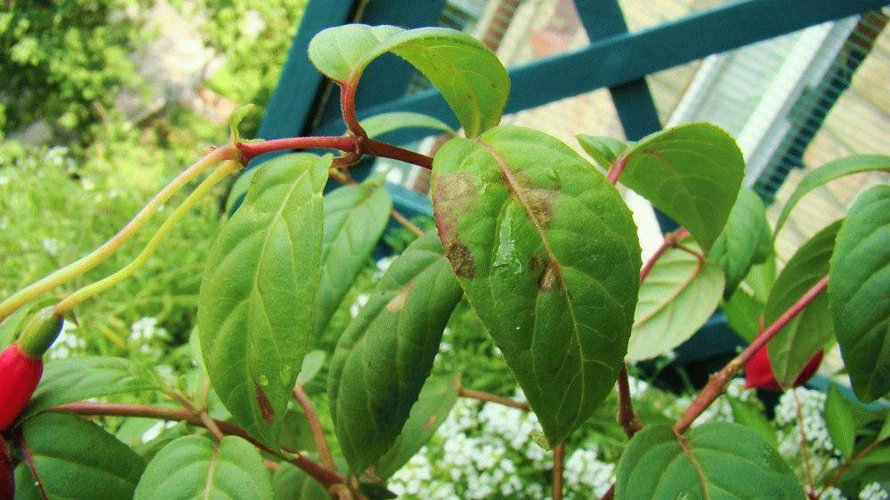 Фуксия — выращивание на балконе и в саду