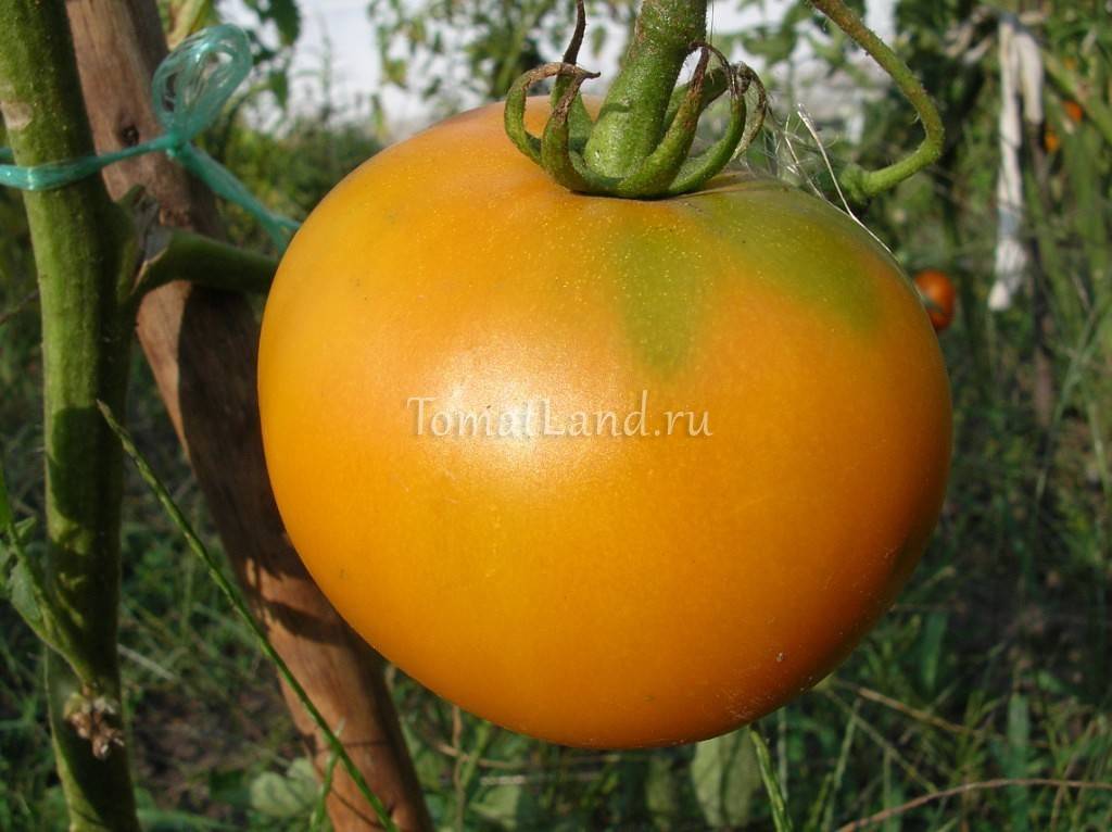 Крупные, оранжевые, что может быть лучше? описание сорта томата «оранжевое чудо»