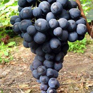 Кардинал среди винограда — сладкий и сочный сорт ришелье