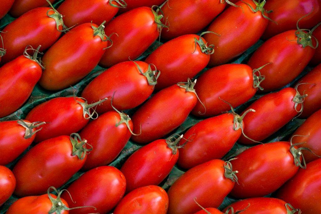 Описание сорта томата забава и его характеристики