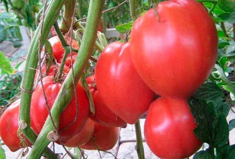Лучшие и самые урожайные сорта помидоров для сибири в теплице